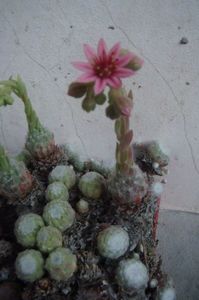 Sempervivum arachnoides