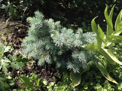 Picea globosa; Cel mic, de la dianadia
