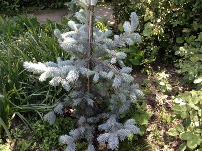 Picea hoopsi