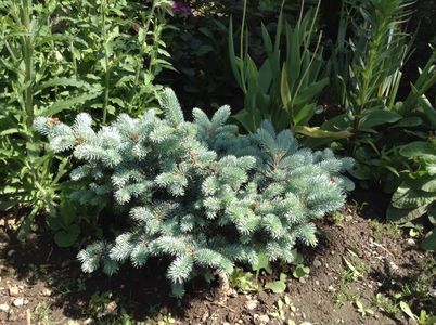 Picea globosa; Cel mare, am doi
