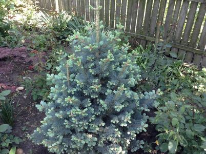 Abies lasiocarpa compacta
