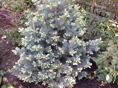 Abies lasiocarpa compacta