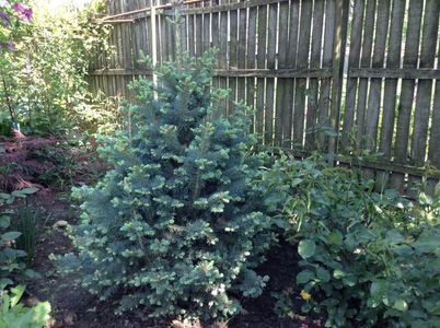 Abies lasiocarpa compacta