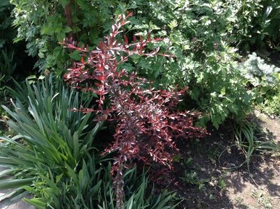 Berberis