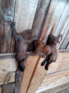 ; Puișori 2017
