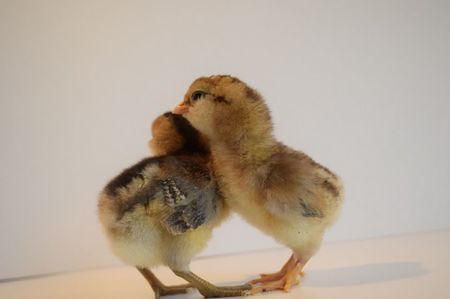 ; araucana gat auriu albastru
