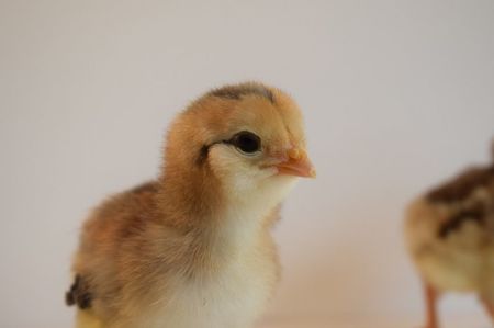 ; araucana gat auriu albastru
