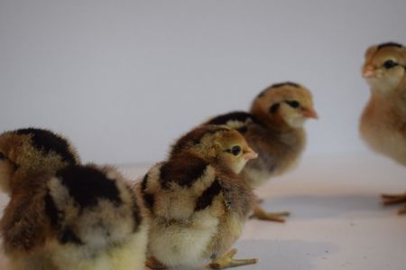 ; araucana gat auriu
