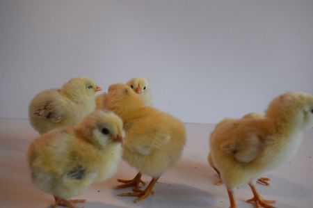 ; araucana grau albastru
