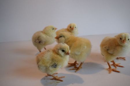 ; araucana grau albastru
