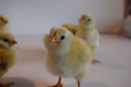 ; araucana grau albastru
