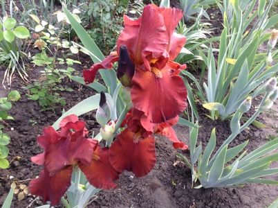 Skyfire; Bonus mimiana-parca nu prea e skyfire, dar e mai frumos decat el
