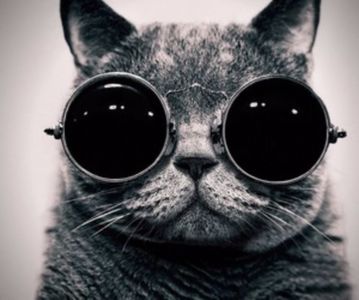 SUPER PISICA SHMECHERA