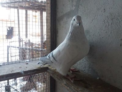 PRINTU; Mascul 2016

