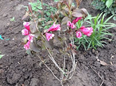 Weigela nana