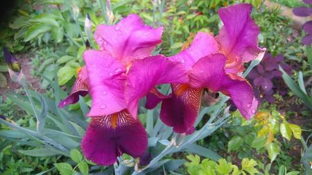 indian chief 7lei; 8buc
