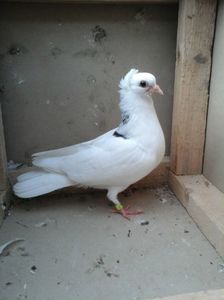 cazut de pui