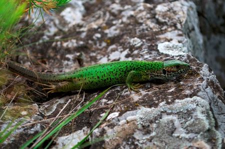 Guster - Lacerta viridis