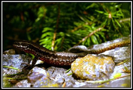 Soparla de ziduri - Podarcis muralis