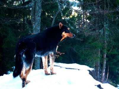 Doar un specimen de Canis; O fi un fel de copoi ardelenesc :)) ,dar cum l-am prins eu asa in salbaticie, mi-a adus aminte de &quot;Chemarea strabunilor&quot; - Jack London
