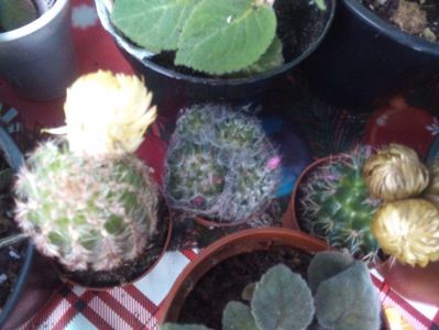 Cactusi cu bobocei