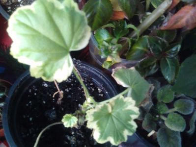 Muscata variegata singura care sa prins din patru primiti....