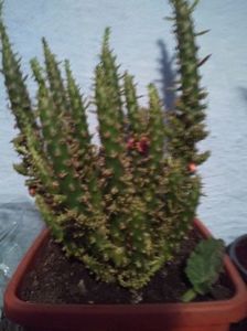 Cactus