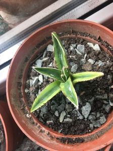 Agava victoria kizan 50