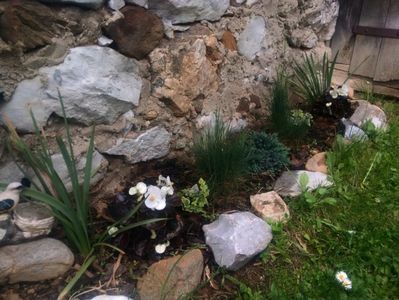 Strat refacut anul acesta, cu perene ( iarba albastra, iedera variegata, un ienupar blue star si nar