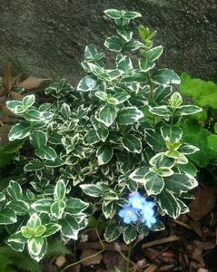 Euonymus fortunei 'Emerald Gaiety' acoperitor de sol