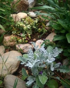 Cineraria maritima si iedera variegata