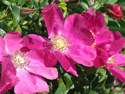 Red Dagmar; O rosa rugosa super-rezistenta la boli, cu frunzis verde sanatos si flori multe-multe. Infloreste in valuri.

