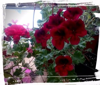 Candy Flower Dark Red