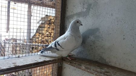 SONNIA; Femela 2016
