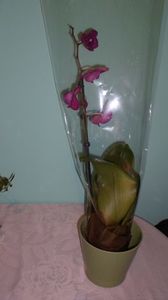 SAM_2424; Orhidee Georgiana

