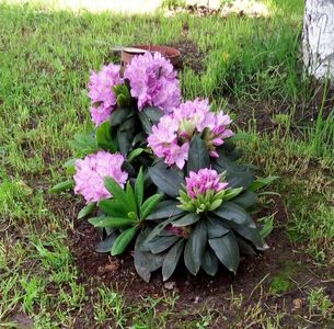 Rhododendron14