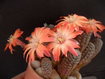 Mediolobivia nigricans,
