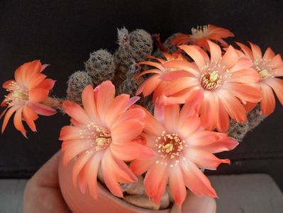 Mediolobivia nigricans,