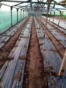 12.05.2017 plantate