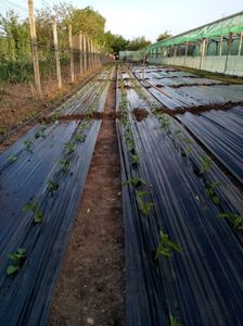 12.05.2017 plantat