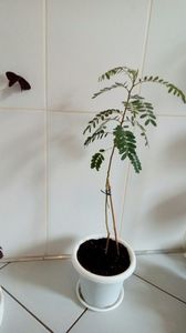 P_20170513_10374; Sesbania Punicea=acacia mansaDin seminte 2016
