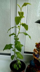 P_20170513_; Plumbago-.com seminte
