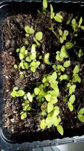 P_20170513_150517_1_BF_p; Coleus
