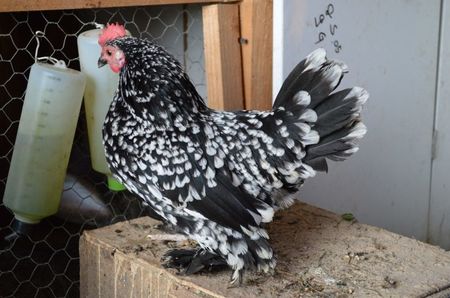 negru bobat cu alb