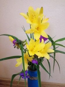 Hemerocalis si trandescantia