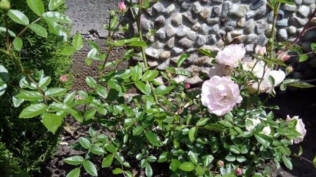 Sorbet Pink Polyantha 2