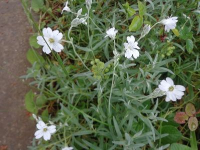 Cerastium