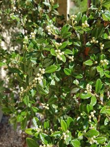Cotoneaster-bobocei