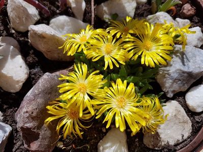 Delosperma cooperi