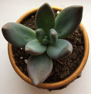 Echeveria haagai tolimanensis